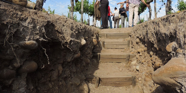 Calicatas en viñedos para investigación.