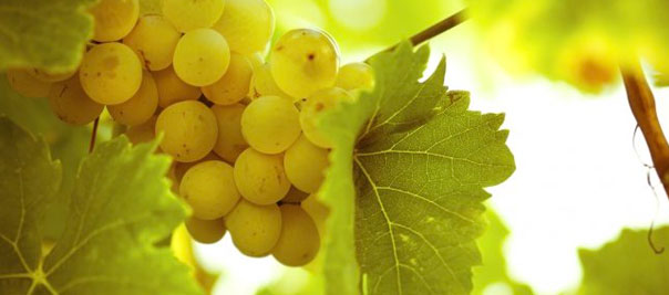 Variedades blancas de uva para vinos