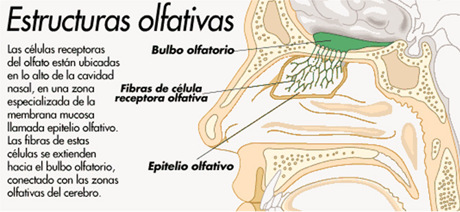 Aromas del vino tinto.