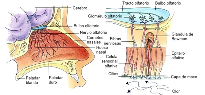 Aromas del vino tinto.