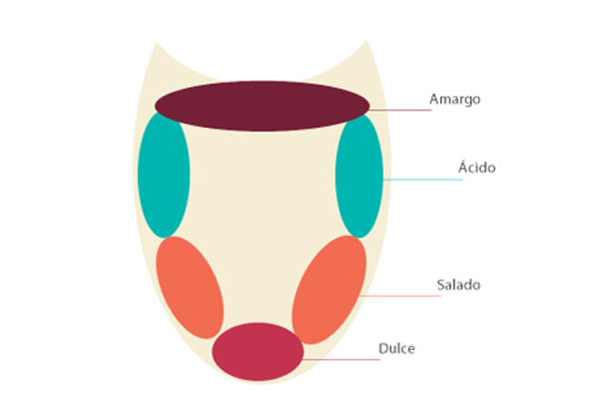 Aromas del vino tinto.